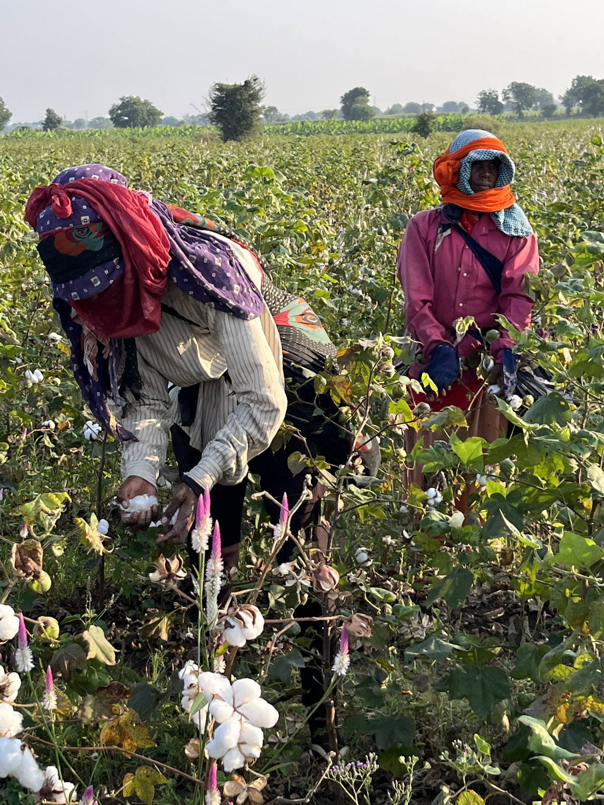 Two women working on a Cotton Field
