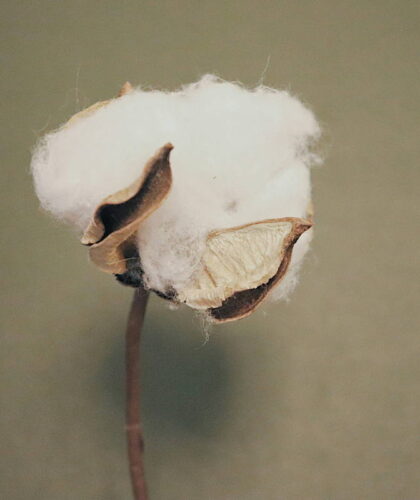 BCI cotton close up