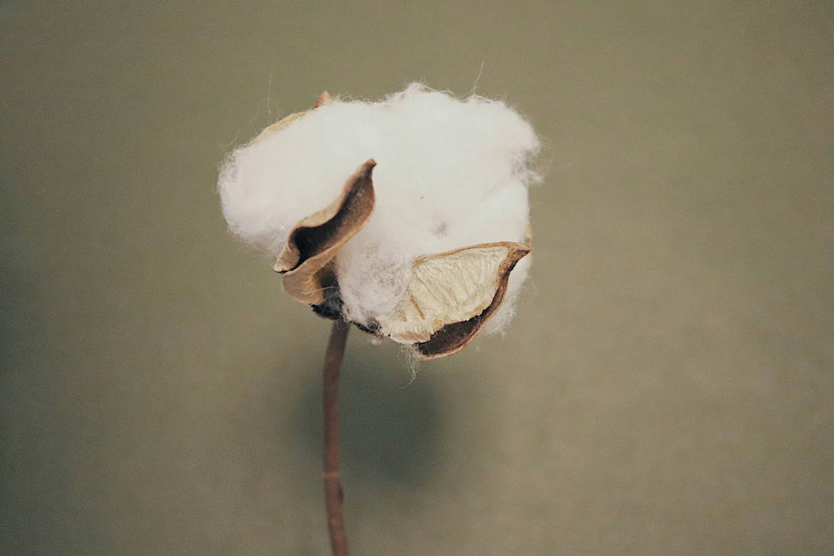 BCI cotton close up