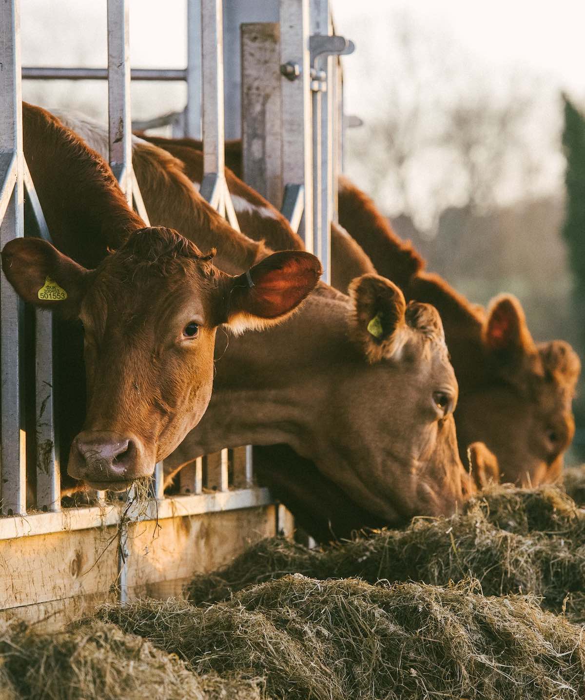 Heckfield Place Farm Tour