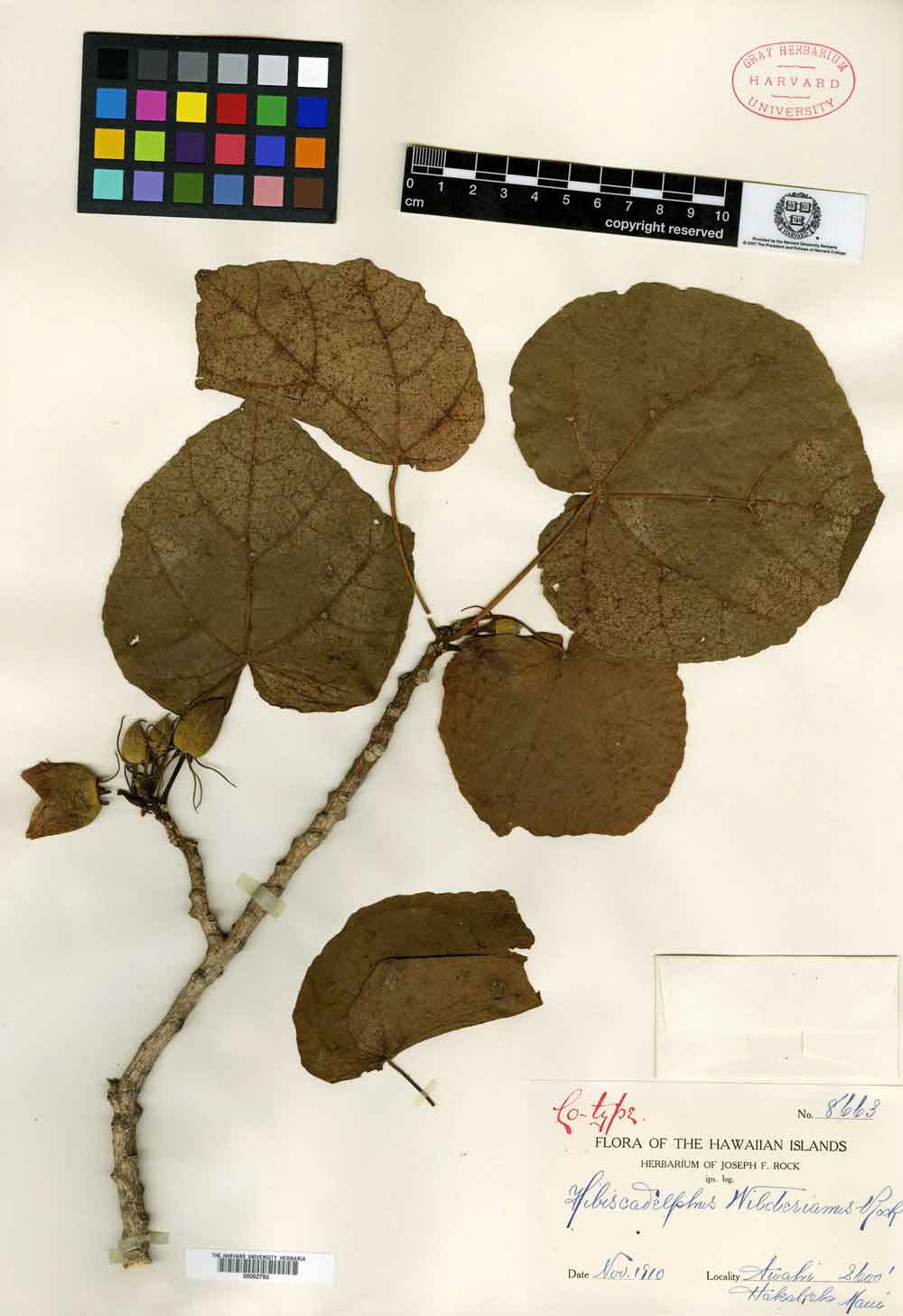 Harvard Herbarium