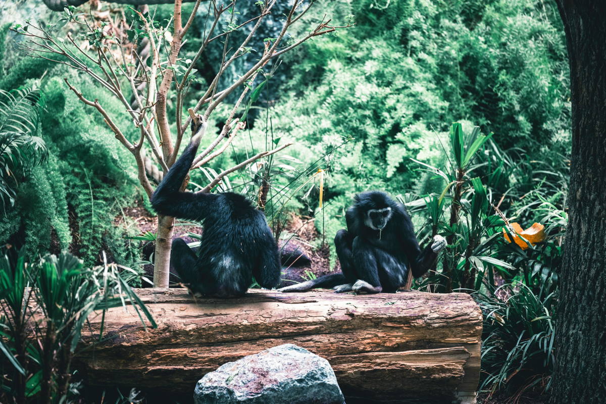 Chimpazees Jane Goodall