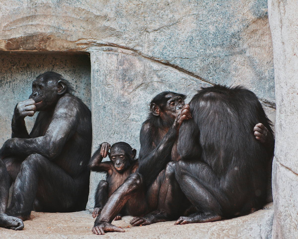 Chimpazees Jane Goodall