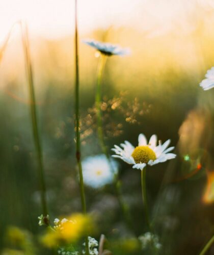 Poetry-Books-to-Say-Hello-to-Spring