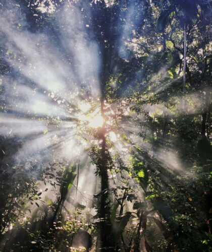 Sun Shining Through Trees. Spirituality.