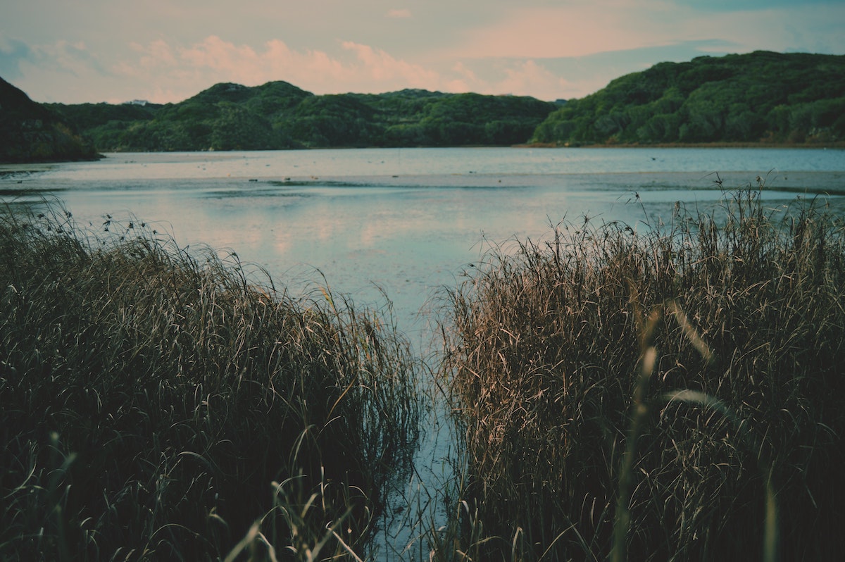 Salt marshes