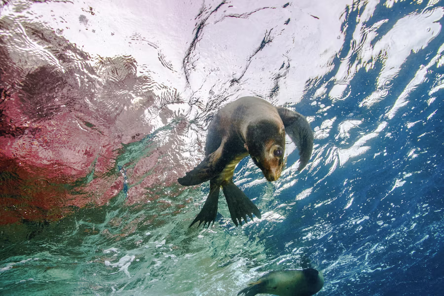 Sea Lion Swimming
