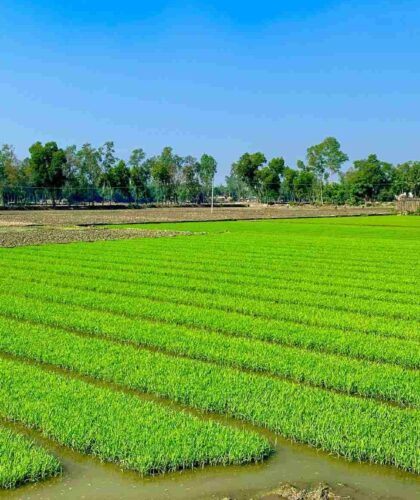 Staying-Afloat-The-Wonders-of-Bangladesh’s-Floating-Gardens