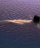 girl swimming