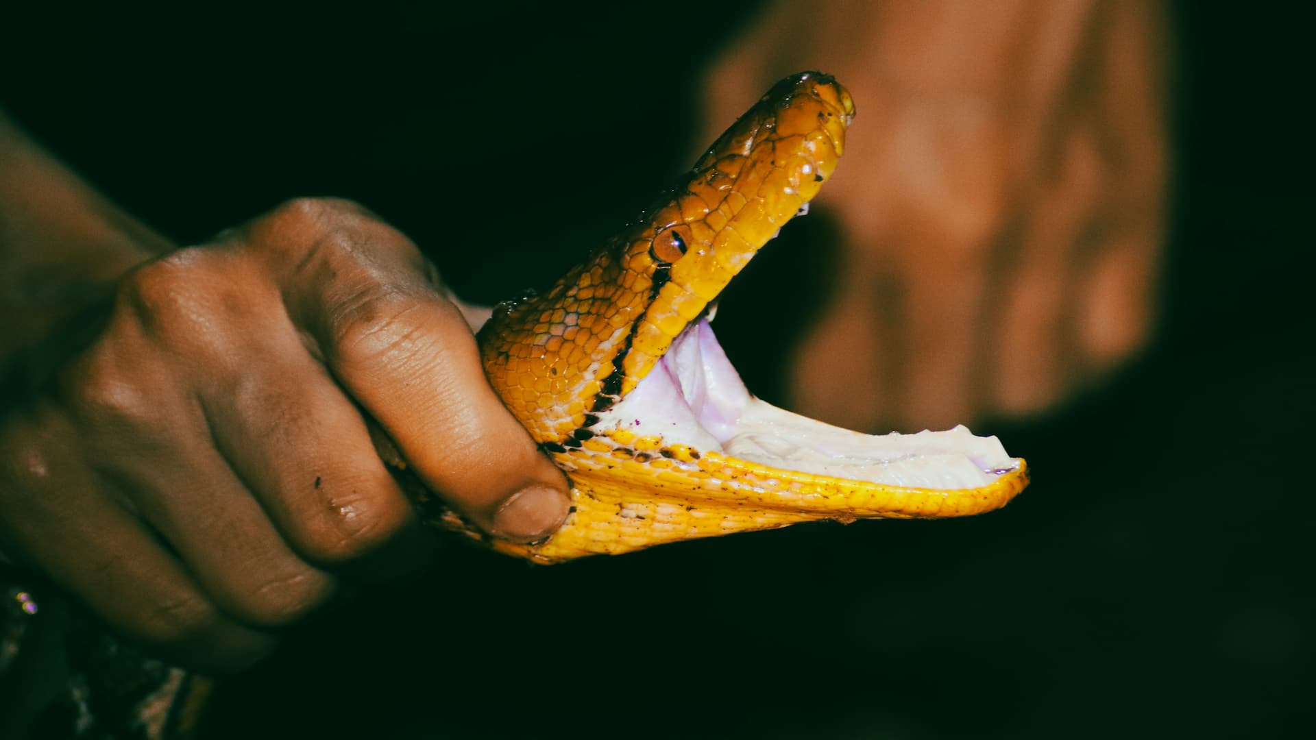 Snake milking