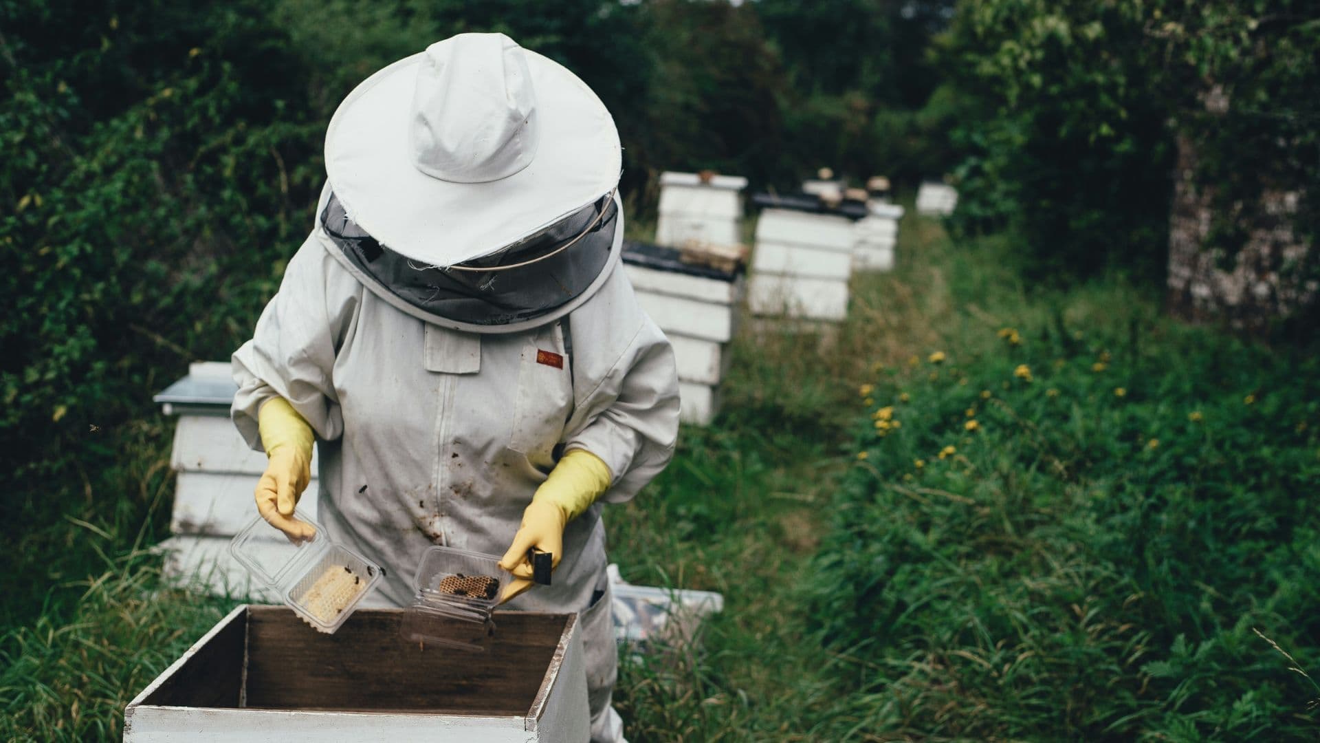 Beehive