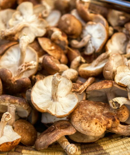 are-mushrooms-an-alternative-to-meat