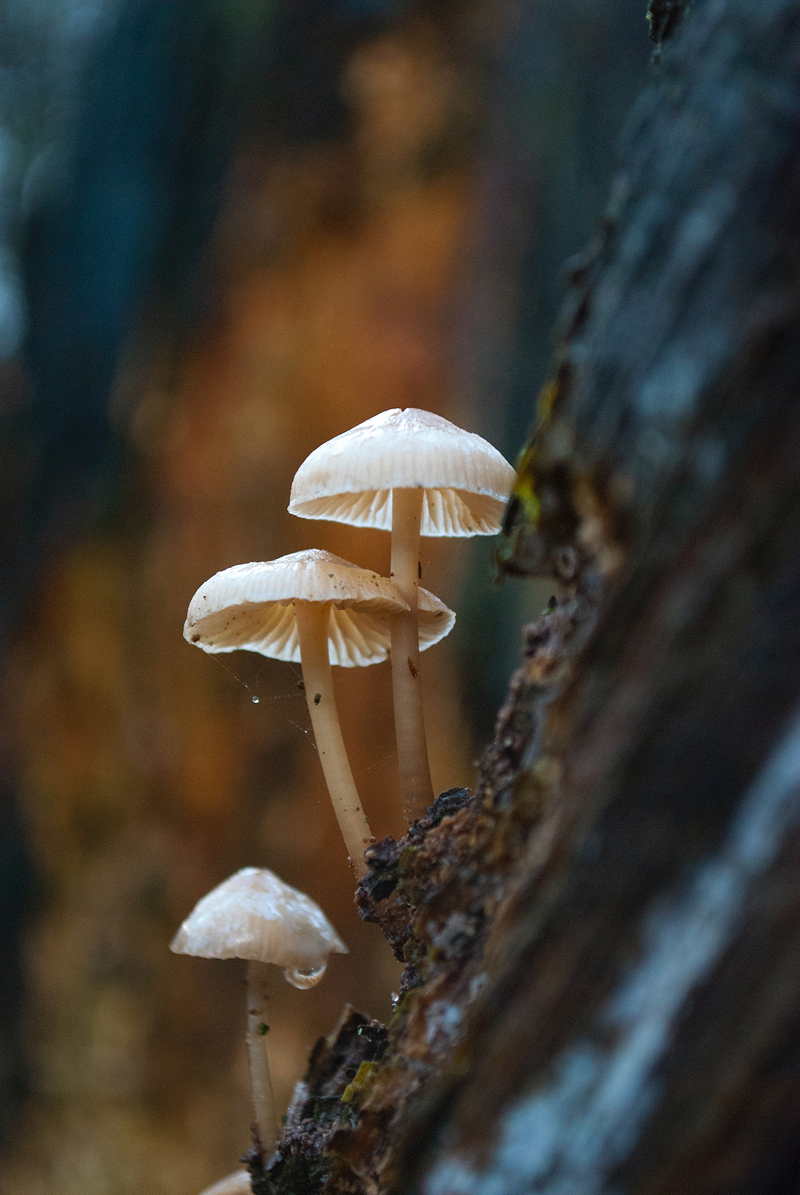 are-mushrooms-an-alternative-to-meat