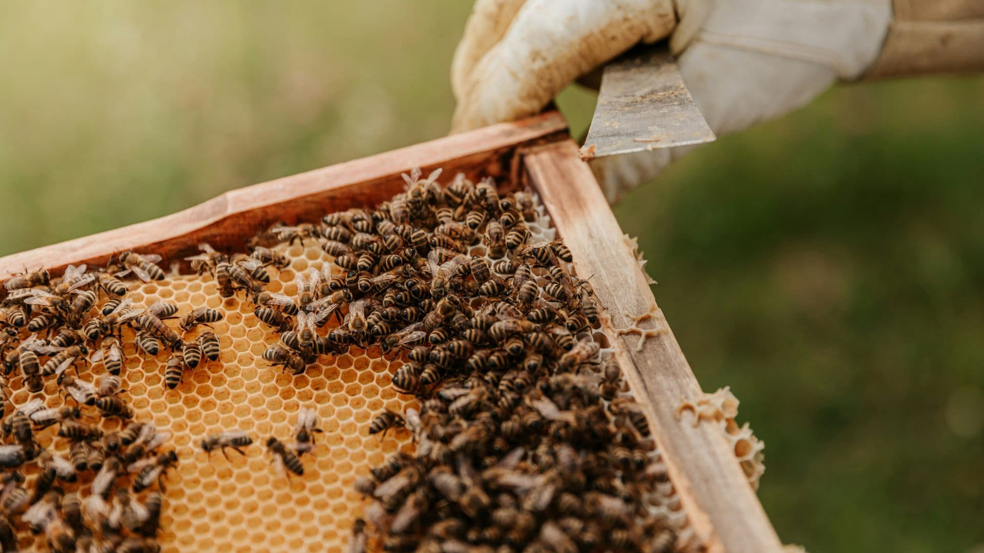 Beehive