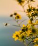 Bees