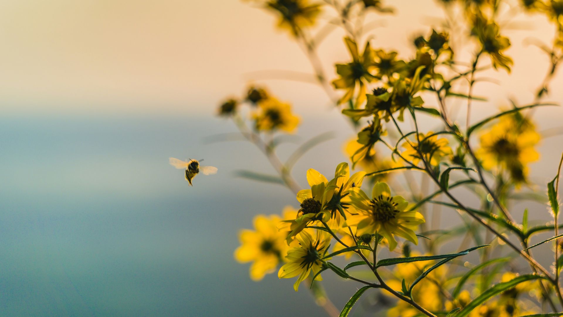 Bees