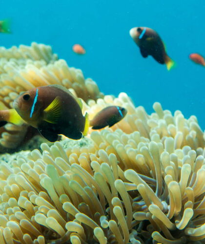 Fish In Coral Reef