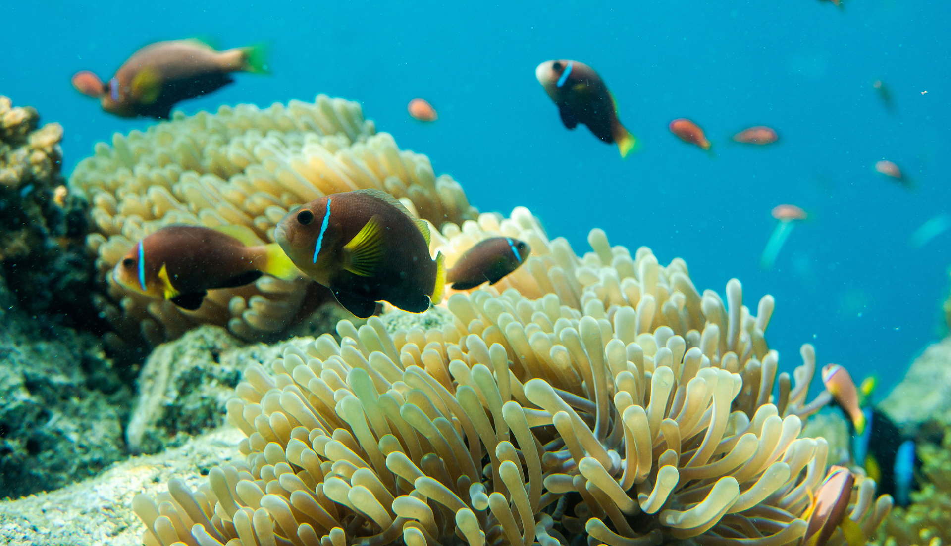 Fish In Coral Reef