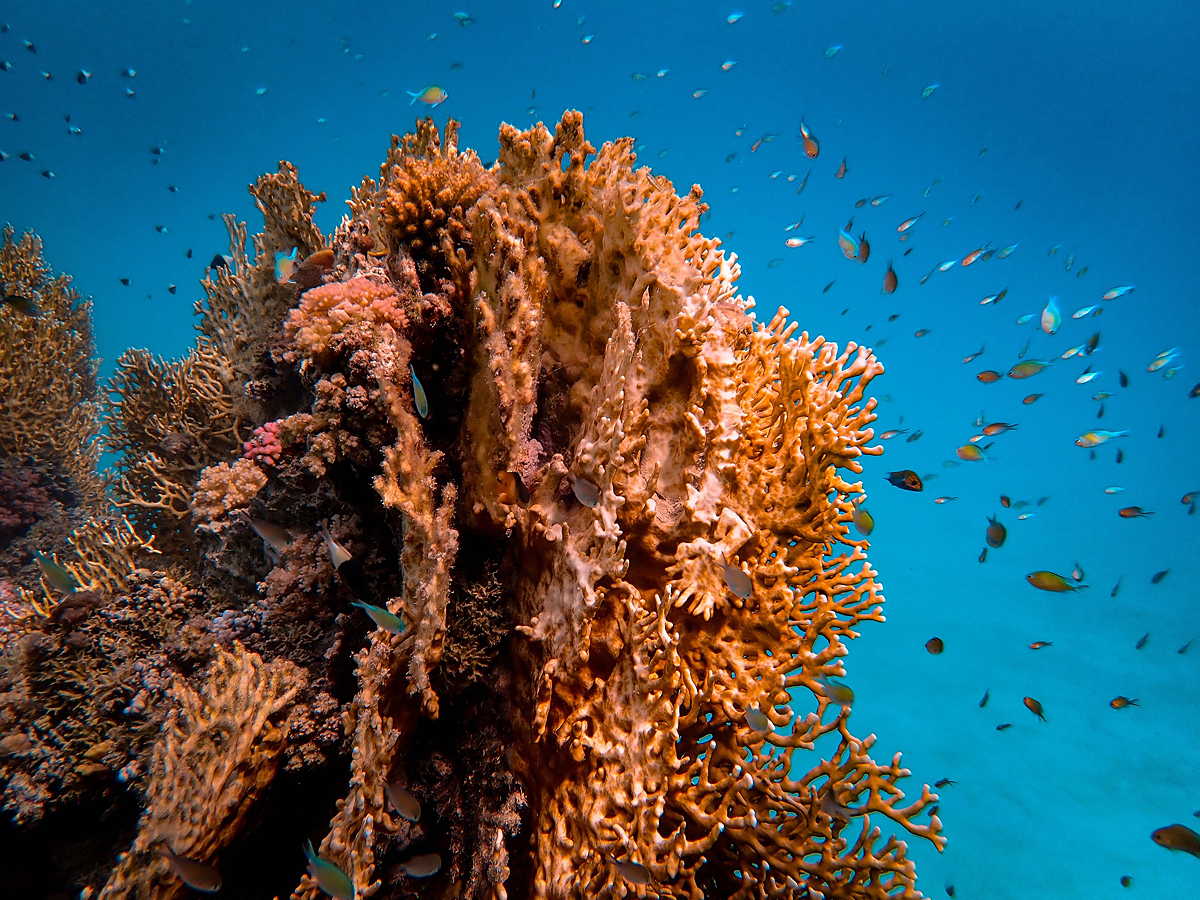 Coral Reef. Coral Gardening.