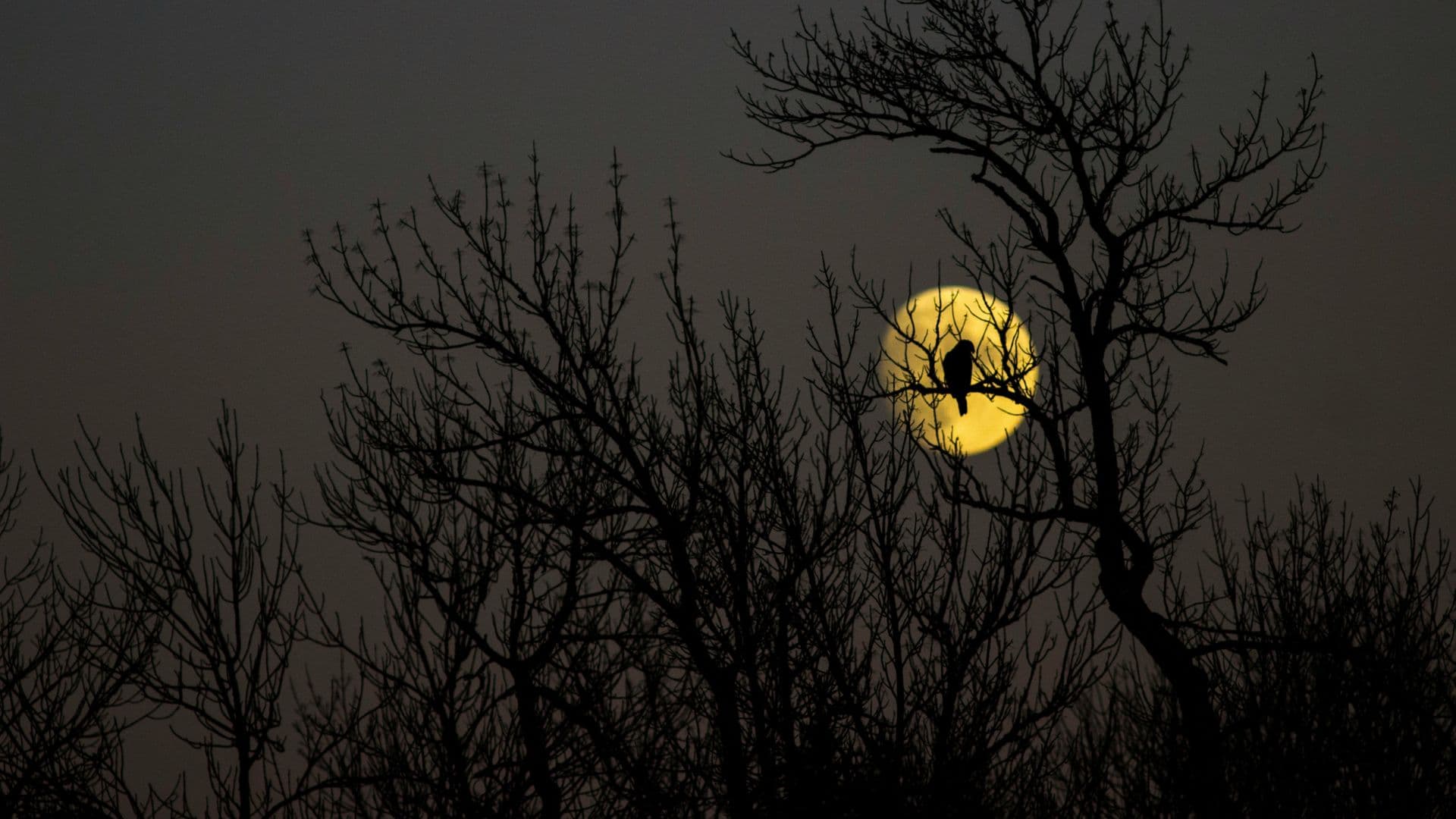 Bird and the moon