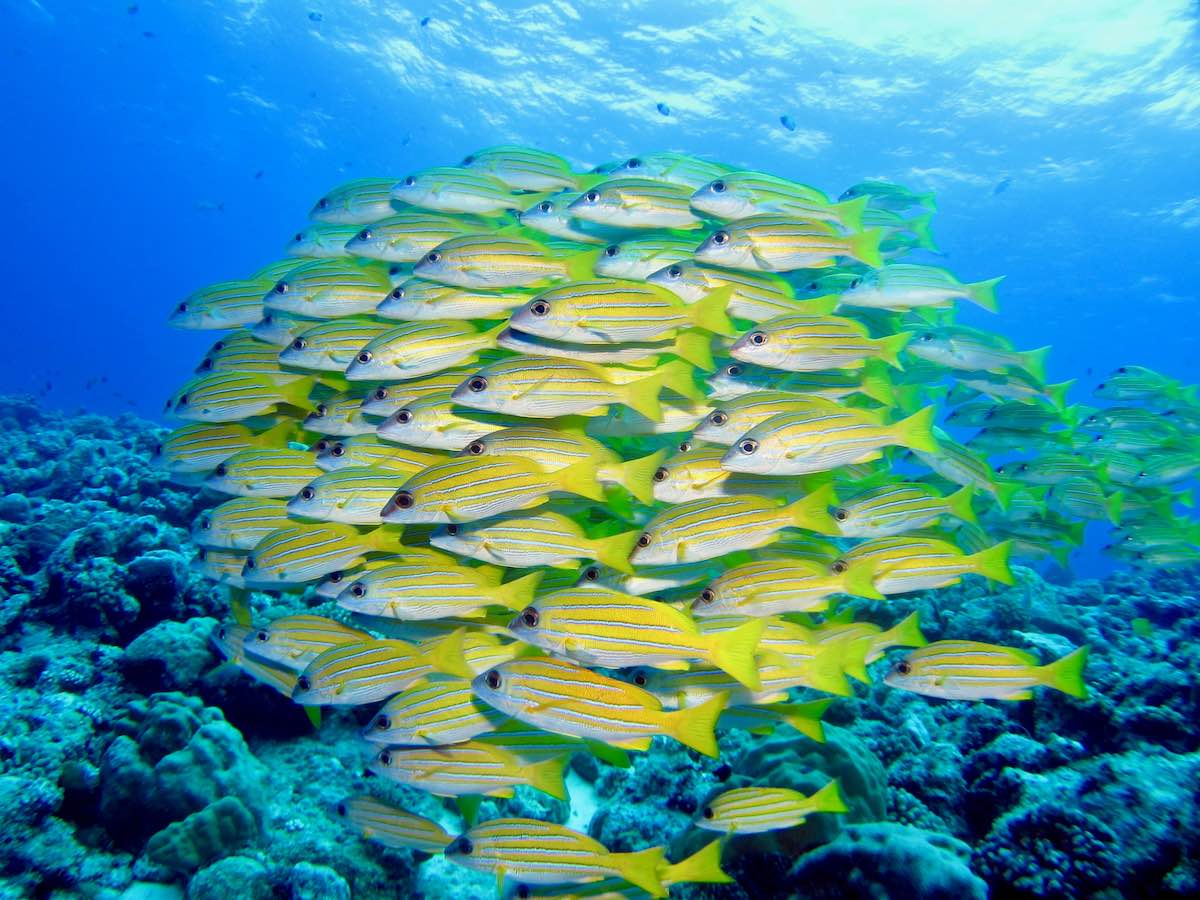 Fish in Palau