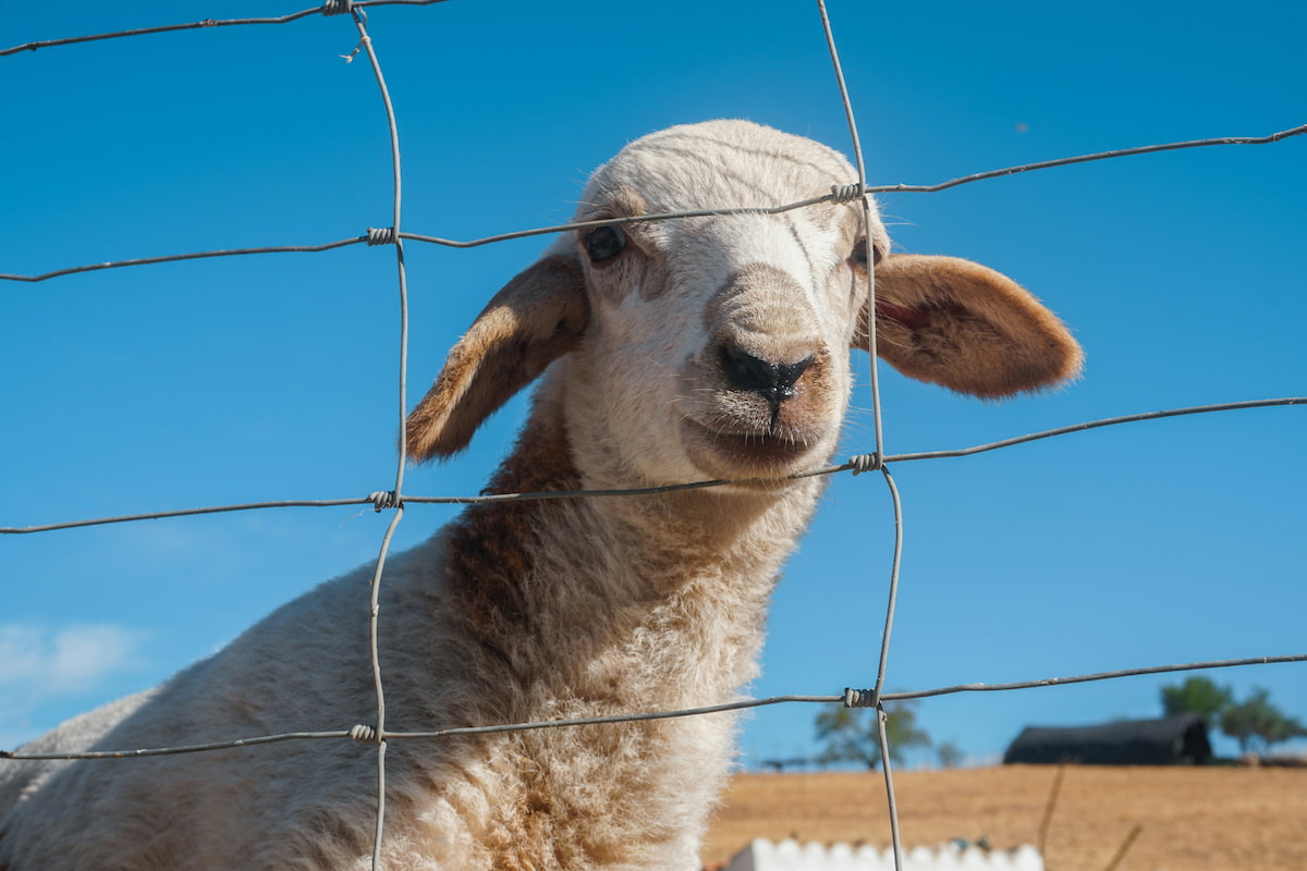 Wool