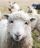 Wool