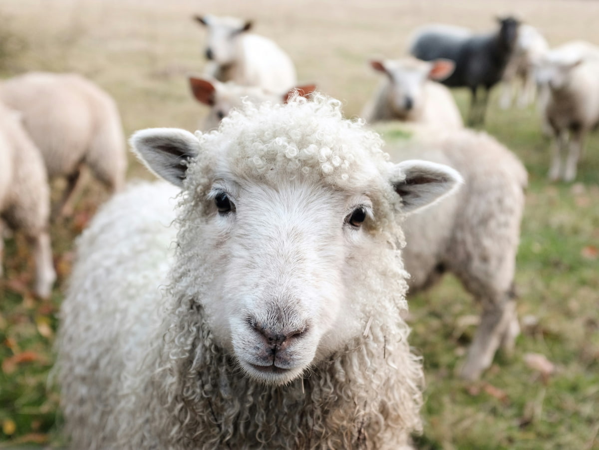 Wool