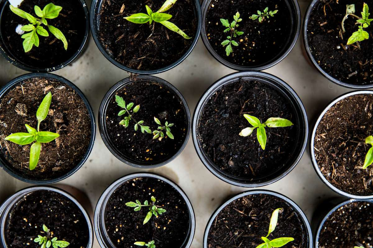 growing herbs