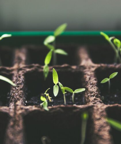 Micro gardening