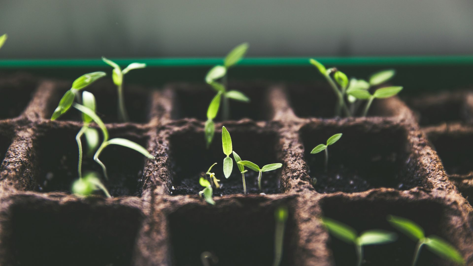 Micro gardening