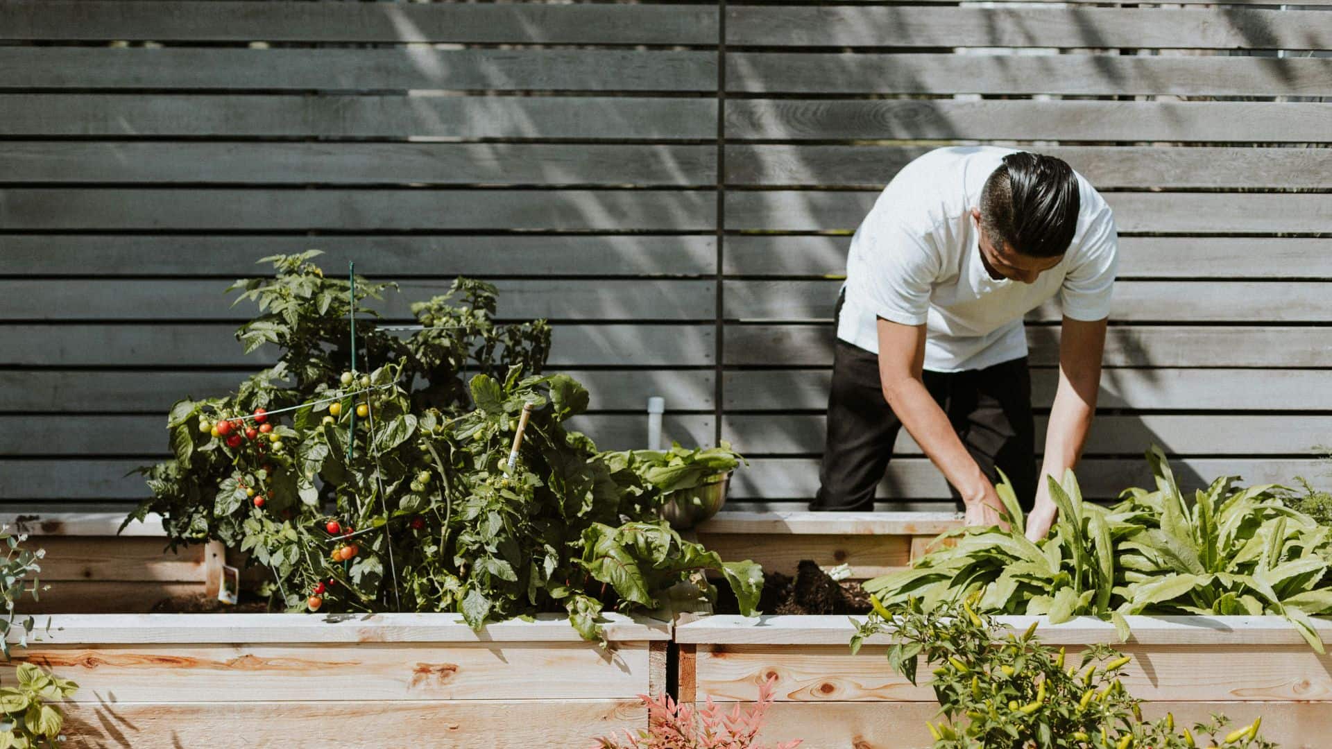 Urban farming