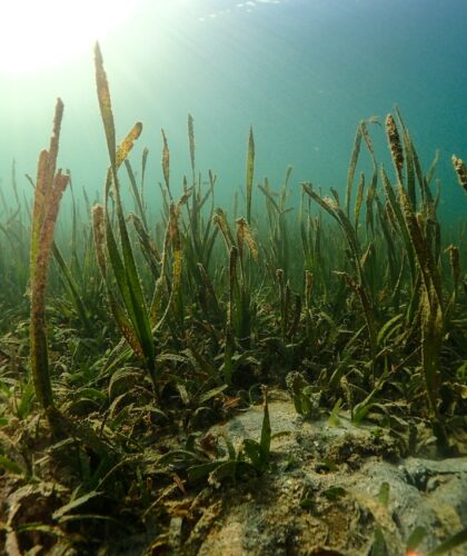 Seagrass, blue carbon, coastal ecosystem