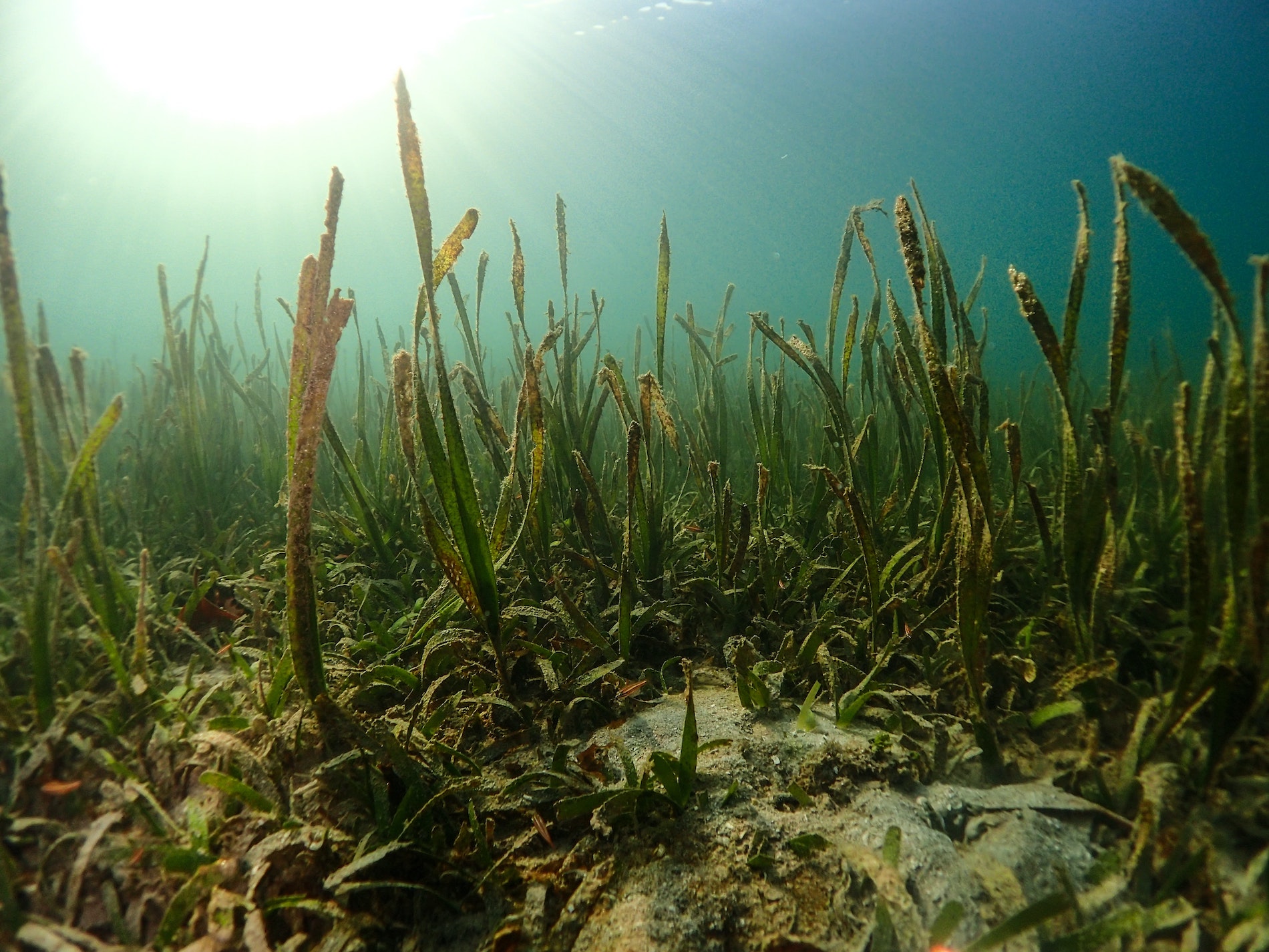 Seagrass, blue carbon, coastal ecosystem
