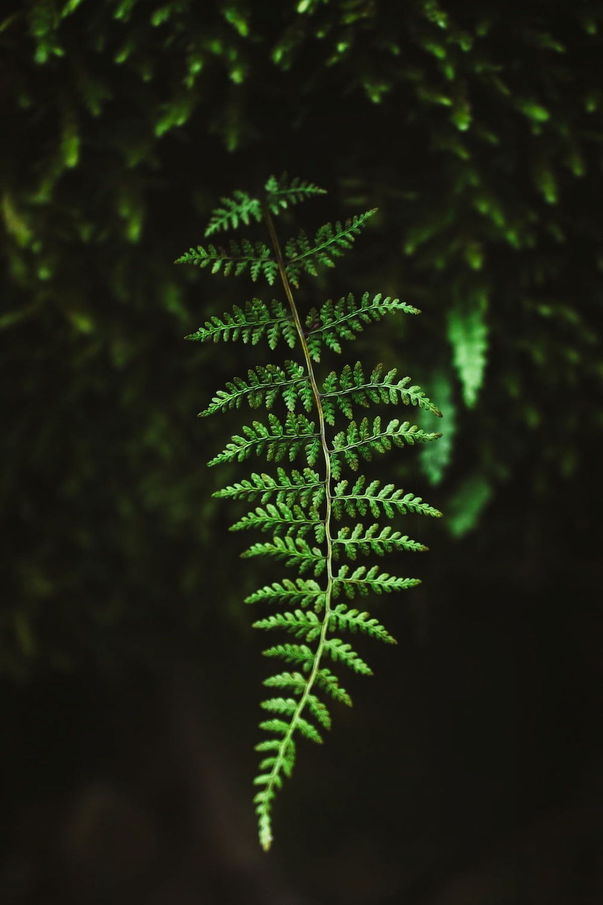 A leaf with fractals