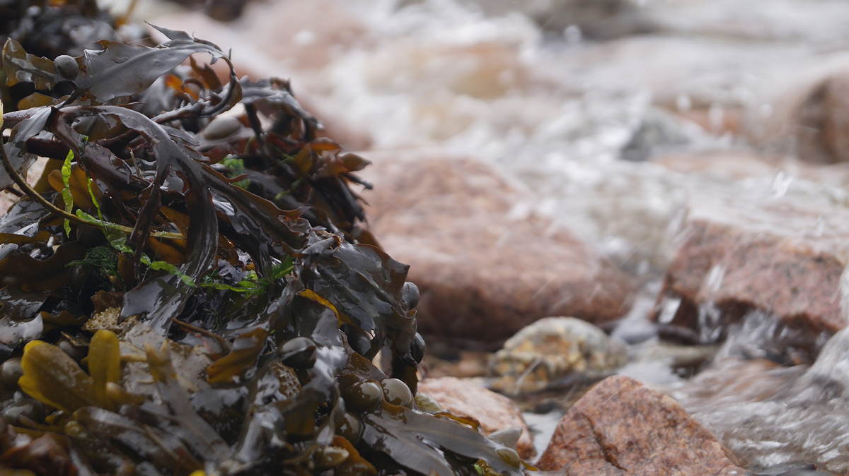 Seaweed in the Sea