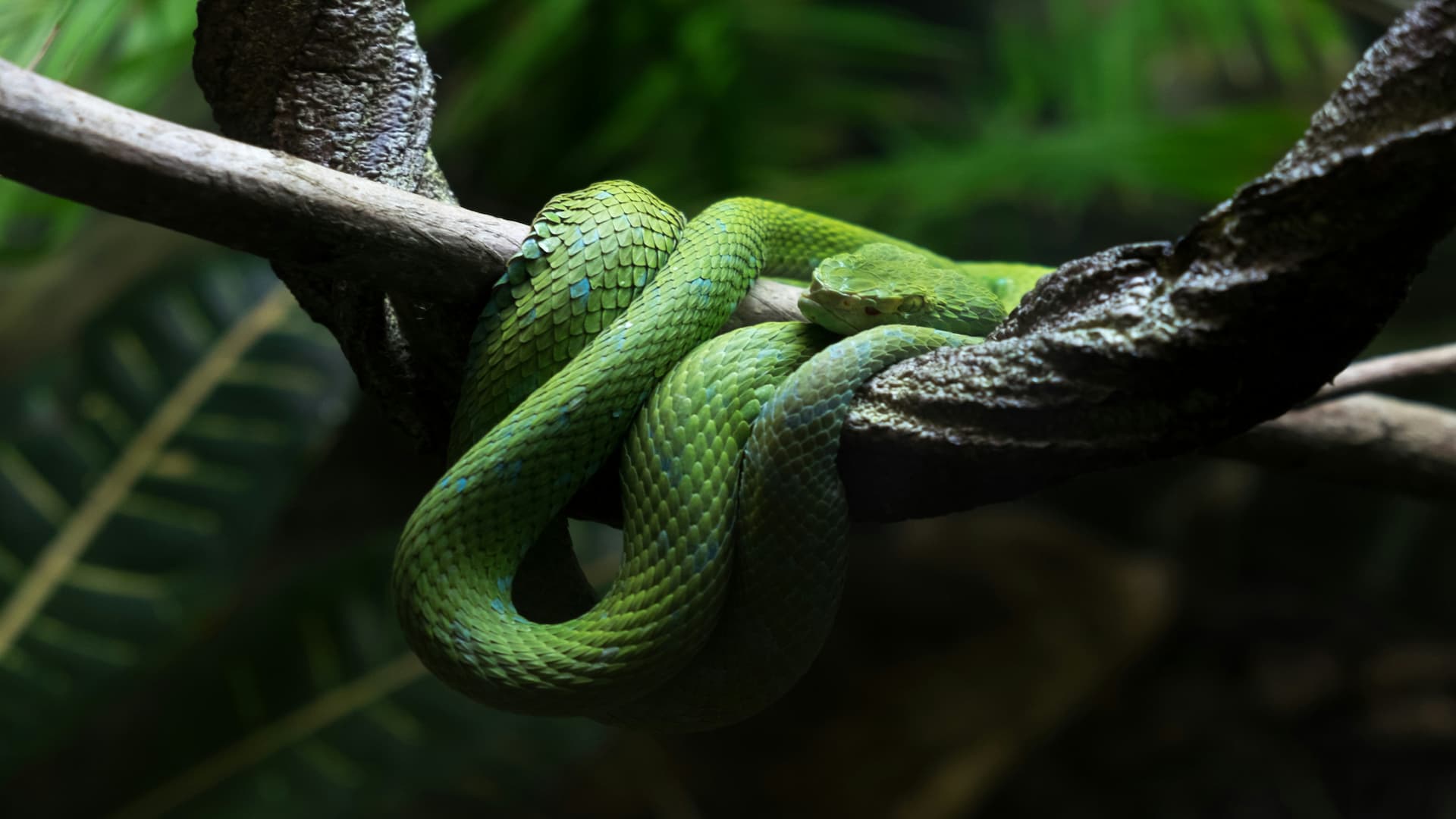 Snake in nature