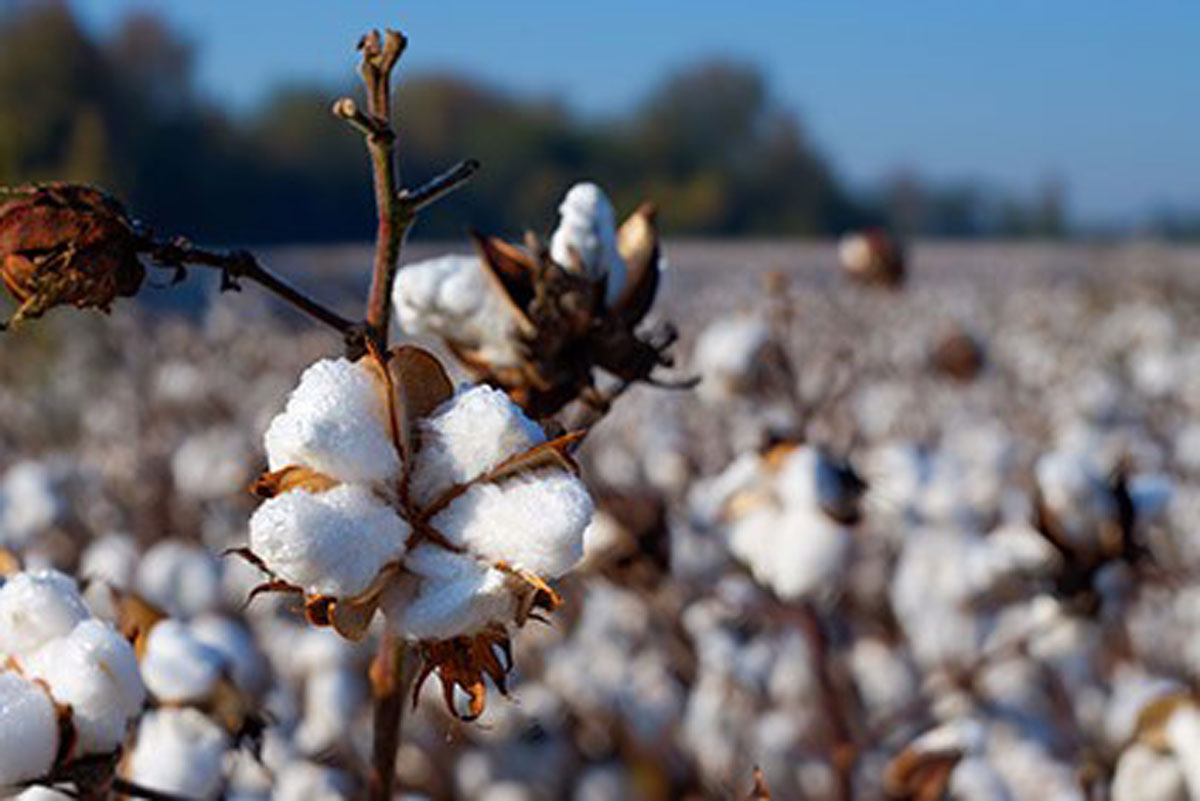What is more sustainable? Organic cotton materials