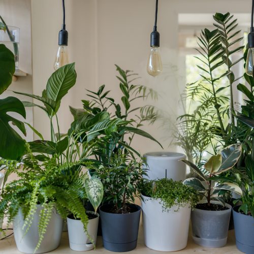 Benefits of houseplants, perks of plants, why you should buy plants, how plants can transform your home
