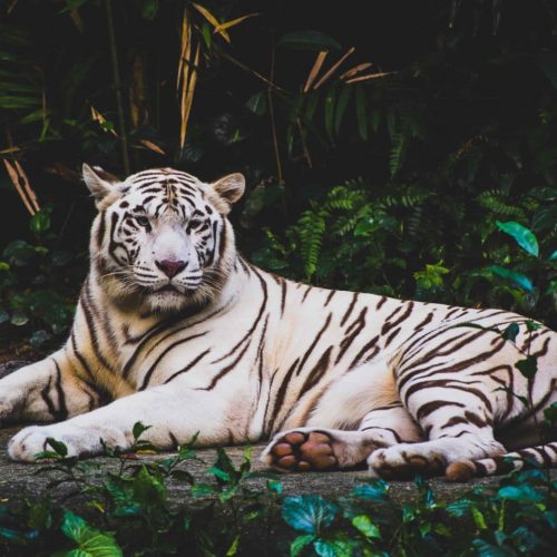 Living, planet, report, 2022, climate, change, biodiversity, tiger