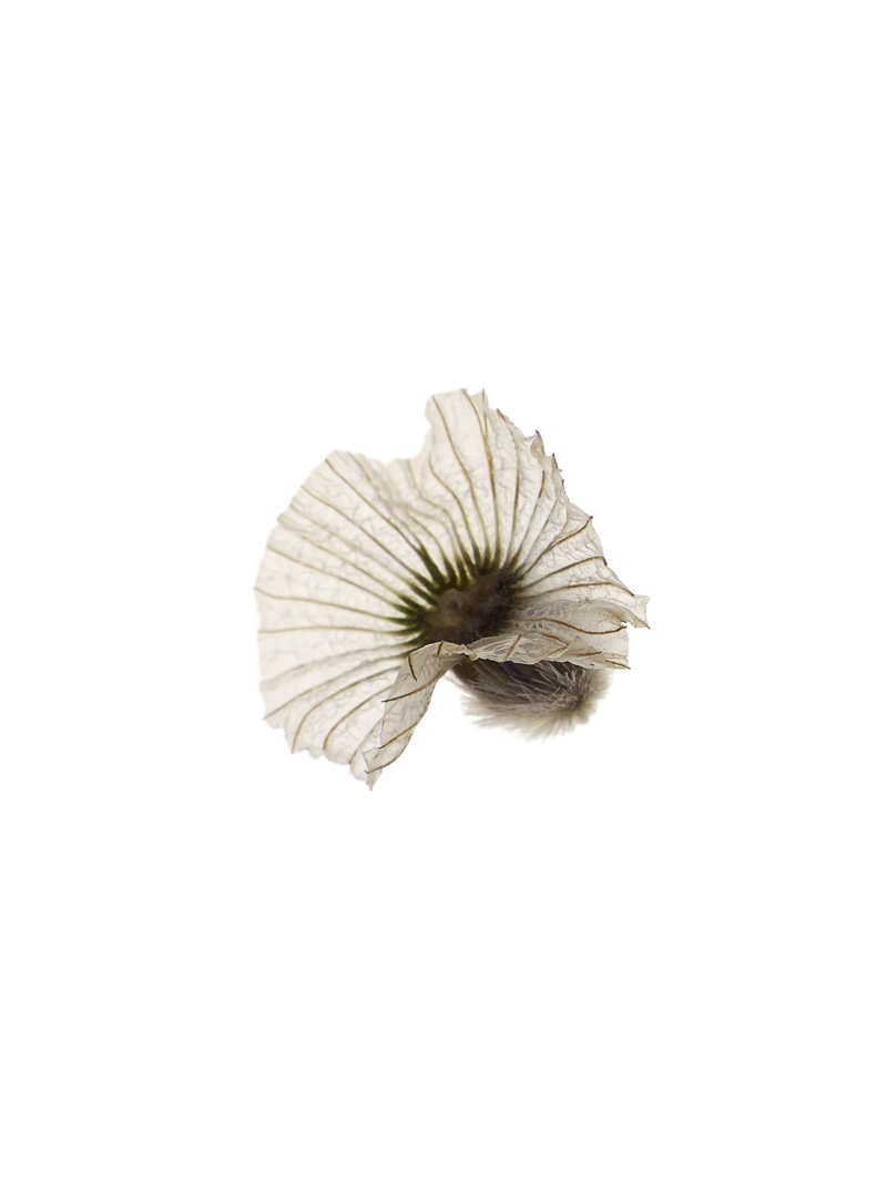 CAPRIFOLIACEAE. Lomelosia stellata (L.) Raf.  Scabieuse étoilée. Collection MNHN 2011