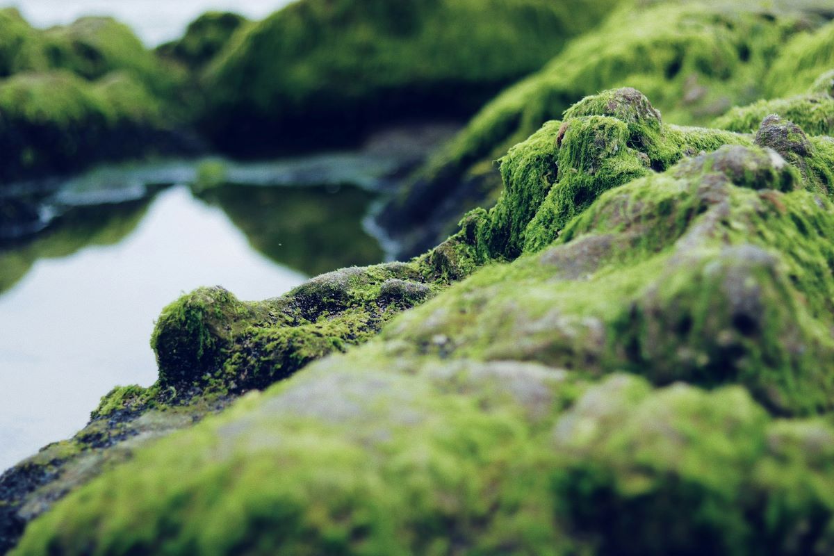 The-Hidden-Potential-of-Algae