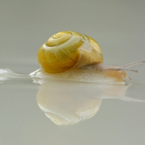 Snail Mucin for Skin Care